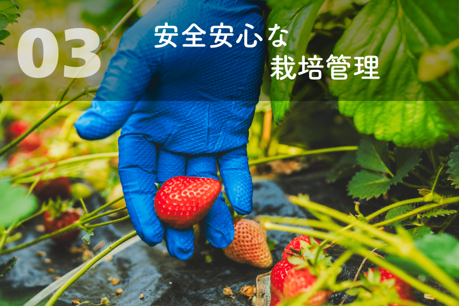 【大幅値下げ中】幸福人生 マカフルーツオリゴ風味 新品未開封 1箱 fit=scale-down,w=1200