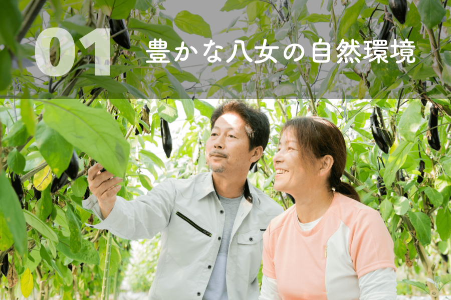 博多なすの特徴1