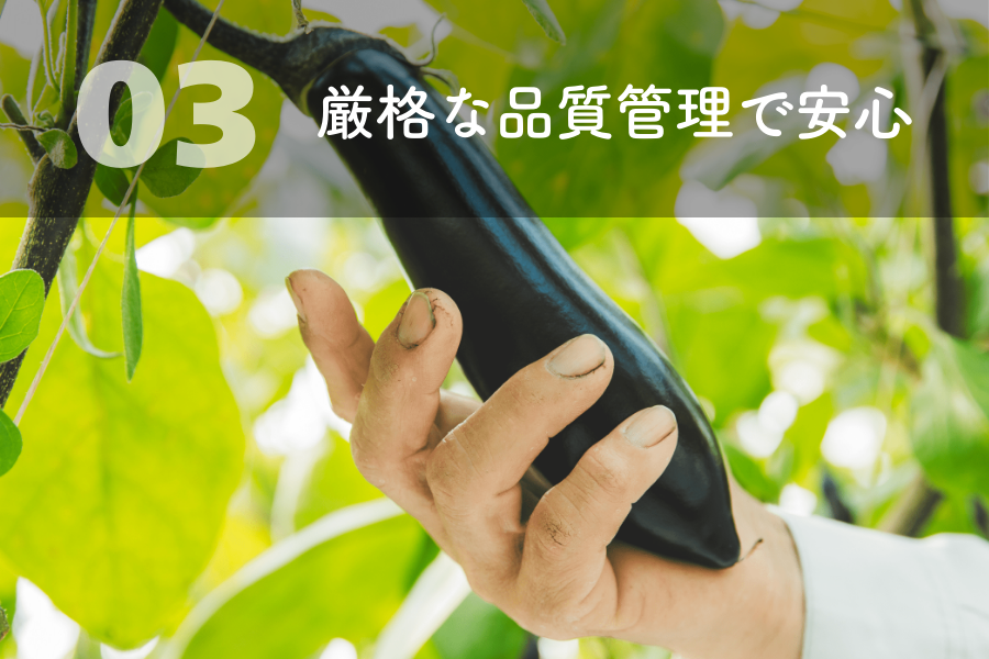 博多なすの特徴3