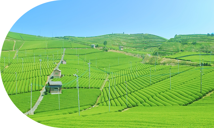 伝統を育む八女の自然