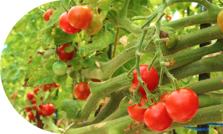 恵まれた栽培環境