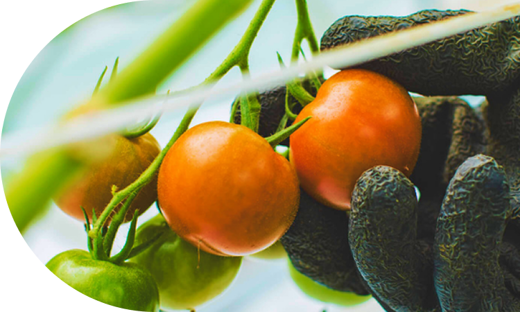 徹底した品質管理