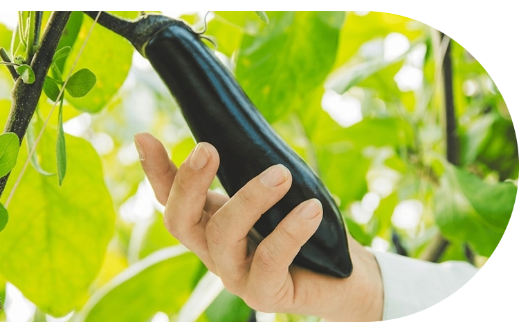 食感と旨味の新品種