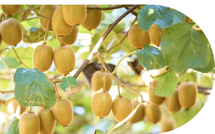 甘さを極めた「博多甘熟娘」