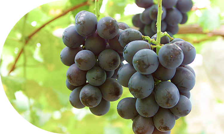 八女の自然が育む旨味