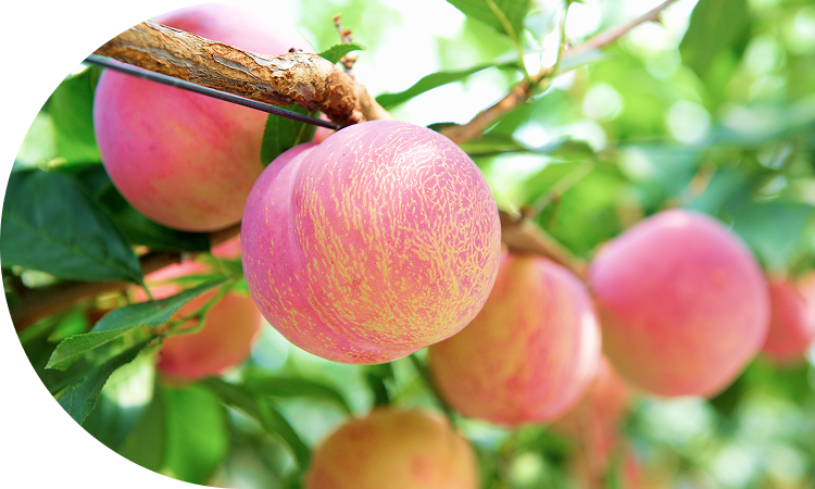 安心安全な品質へのこだわり