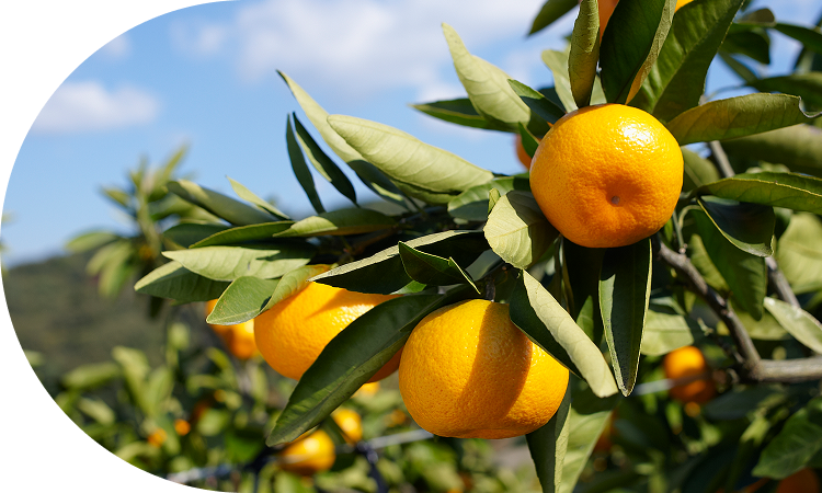 豊かな自然が育むみかん