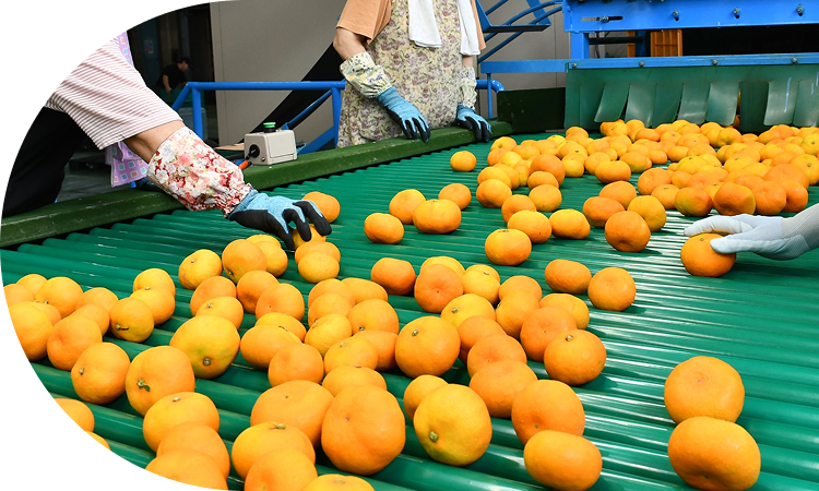 徹底した品質管理と安全性