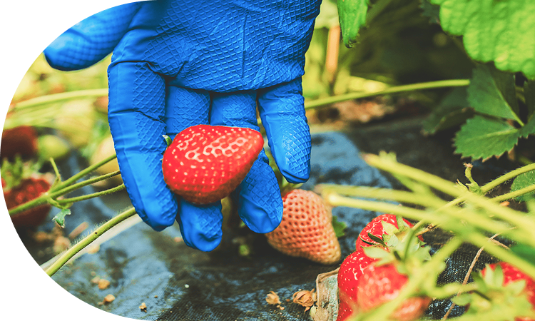 安心安全な栽培管理