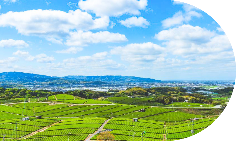 霧深い山間と寒暖差が育てる茶の名産地