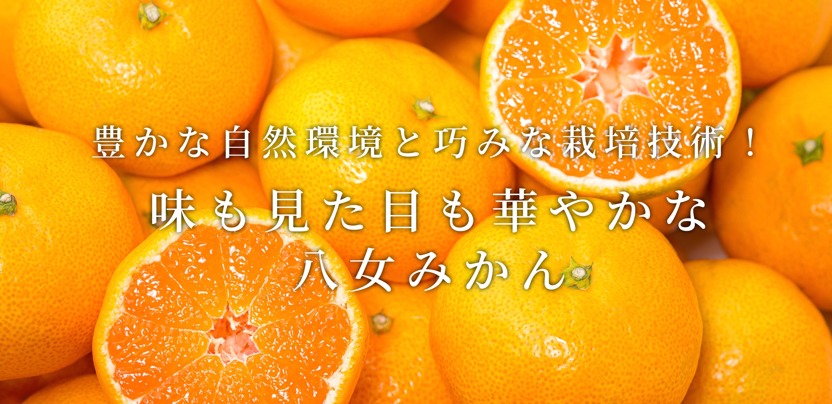 福岡みかん