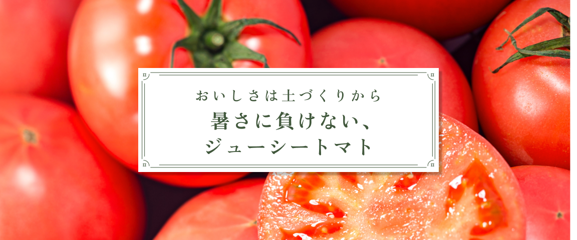 福岡メディトマト