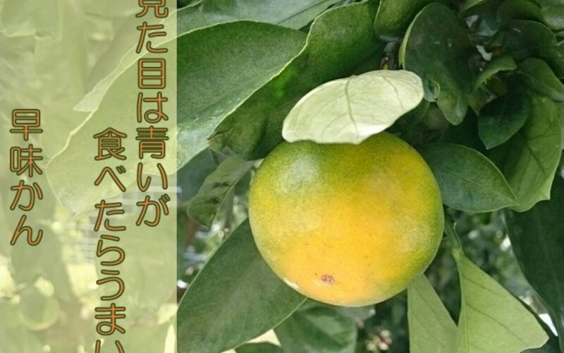 早味かん