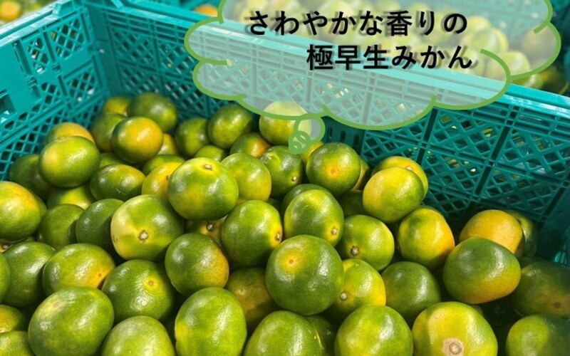 極早生みかん