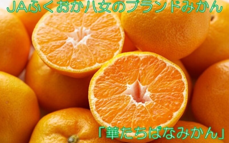 華たちばなみかん