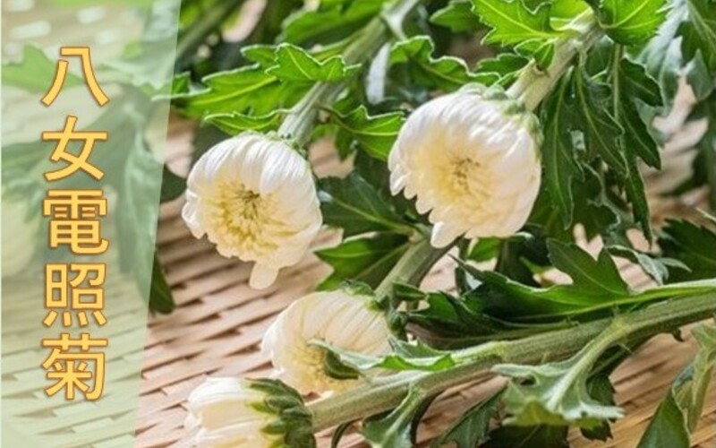 ≪１２月中旬発送予定≫八女電照菊