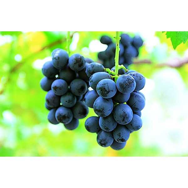 品種不明　確認画像 種なし巨峰 5～8房（3．0kg以上） | Orcafarm