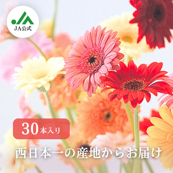 彩り鮮やか☆広川ガーベラMIXの商品画像 1