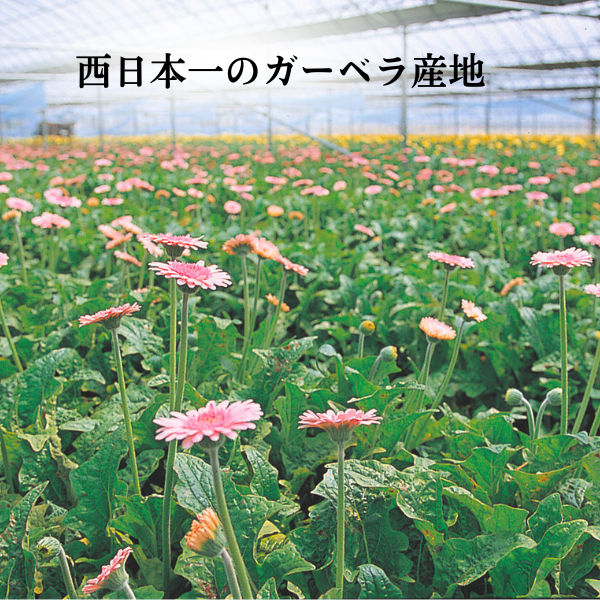 彩り鮮やか☆広川ガーベラMIXの商品画像 2