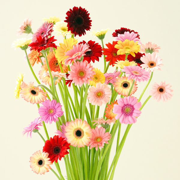 彩り鮮やか☆広川ガーベラMIX | 花 | 【公式】JAふくおか八女