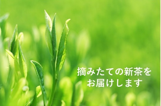 旬の風味をご家庭で♪八女新茶ご自宅パックの商品画像 2