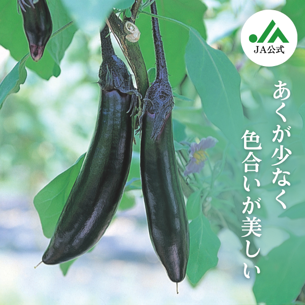 博多なす | なす | 【公式】JAふくおか八女オンライン直売所・八女屋