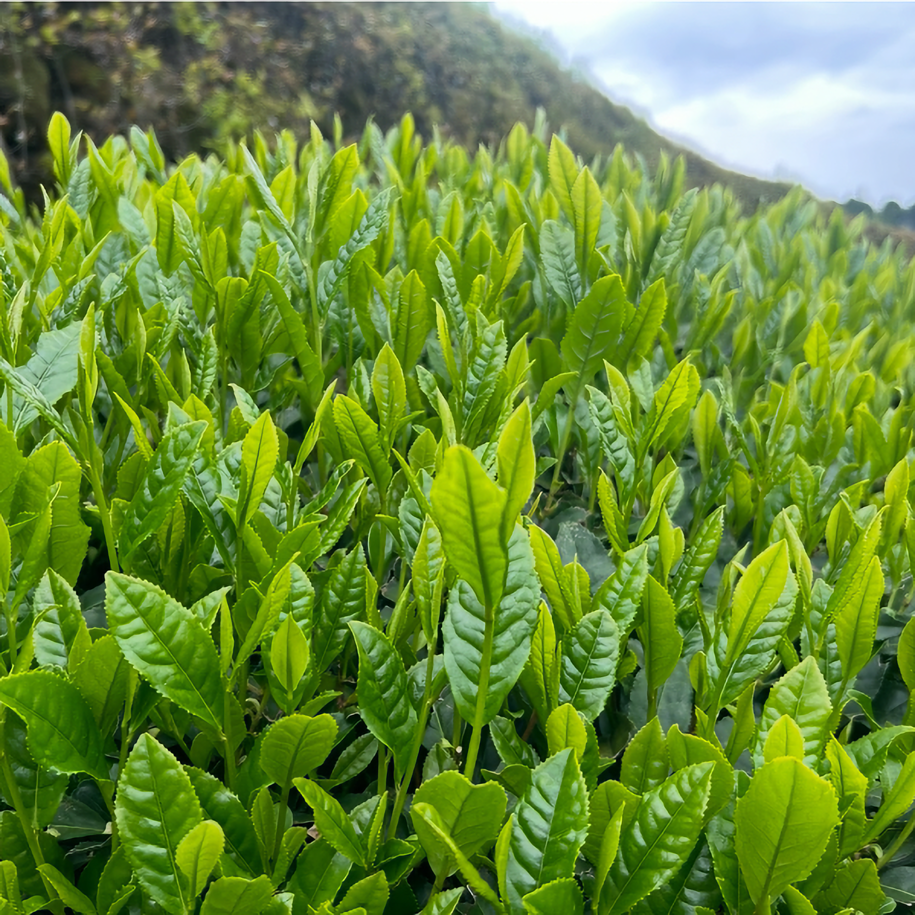 贈り物に最適！八女新茶(煎茶)飲み比べセットの商品画像 9