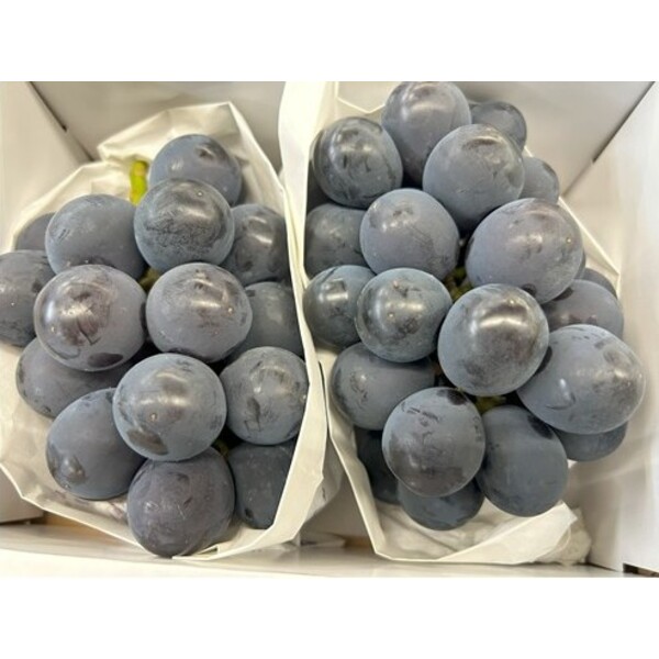 PF68UC チベット 雪山獅子 プルーフ完全未使用 高鑑定 希少品 入手困難品 PF68UC チベット 雪山獅子 プルーフ完全未使用 高鑑定 希少品 入手困難