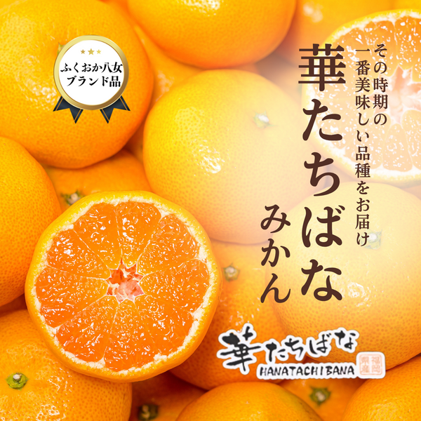 ☆ みかん☆ 華たちばなみかん | みかん | 【公式】JAふくおか八女オンライン直売所