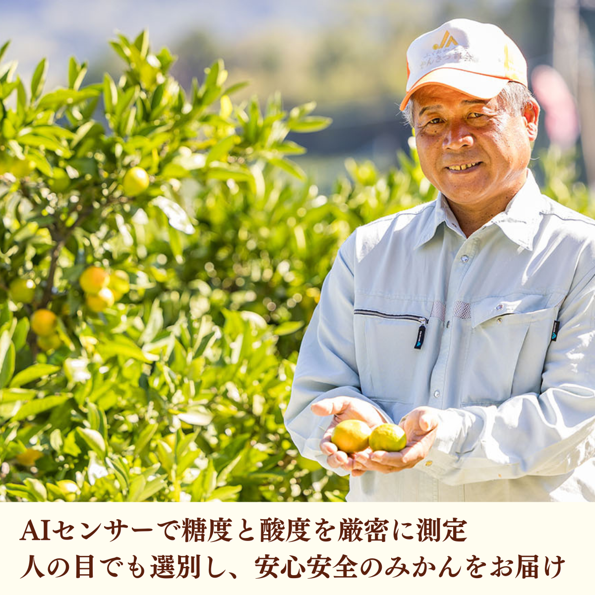華たちばなみかんの商品画像 2