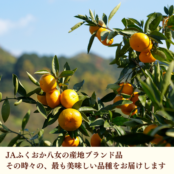 華たちばなみかん | みかん | 【公式】JAふくおか八女オンライン直売所
