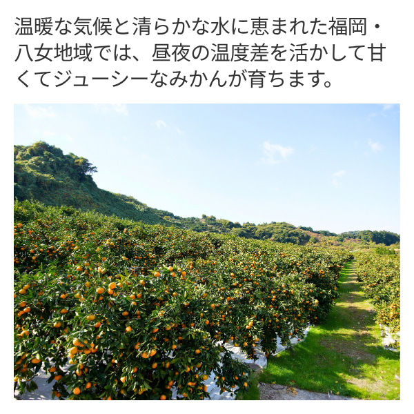 ハウスみかんの商品画像 3