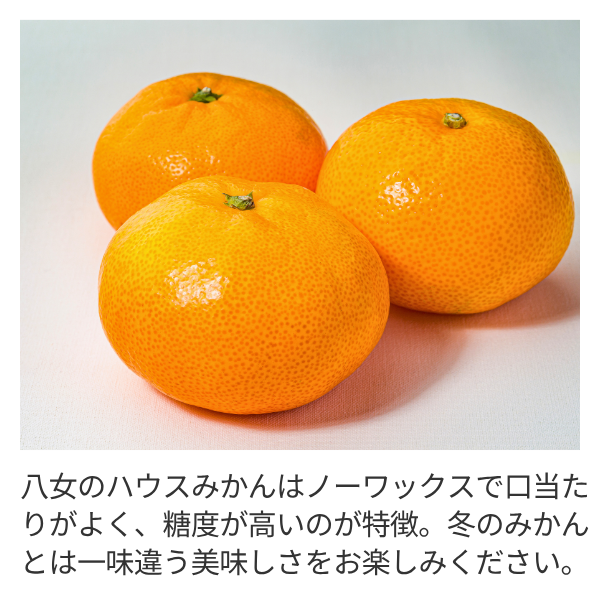 ハウスみかんの商品画像 4