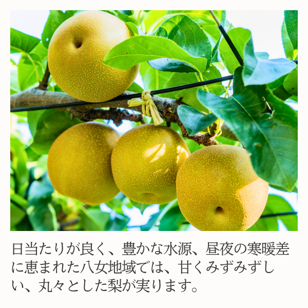 豊水梨（福岡県八女産）の商品画像 2
