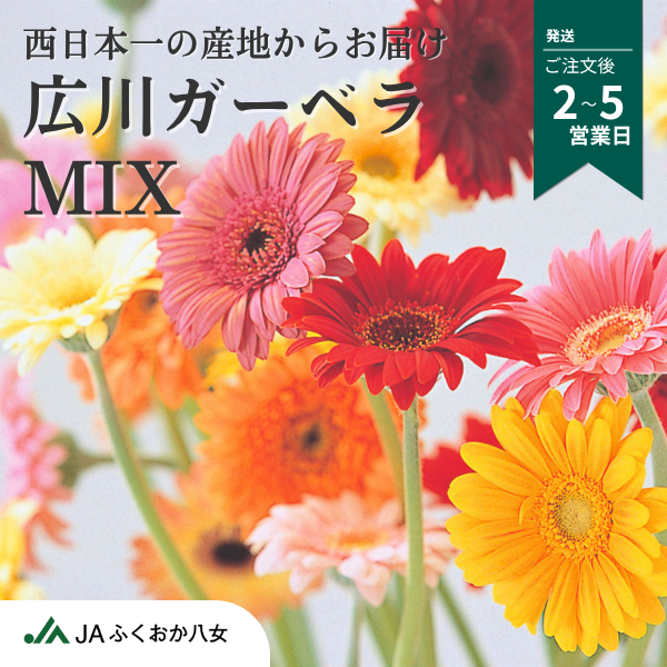 彩り鮮やか☆広川ガーベラMIX